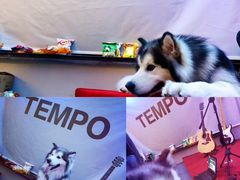 -TEMPO 音乐(五角场店)