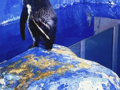 -太平洋海底世界