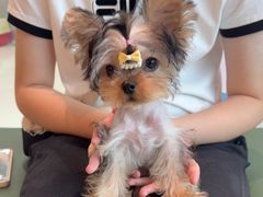 -帕帕拉兹宠物(亚洲旗舰店)