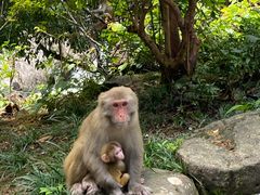 -姑婆山旅游区