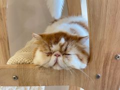 -More Fun猫咖 二十只万元加菲主题