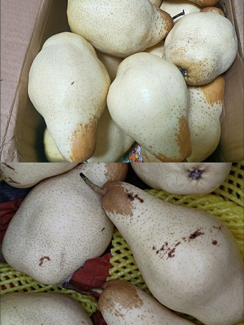 最近很喜欢吃这个贵妃梨.
拼刀刀买过好几次了,放软吃口感很好