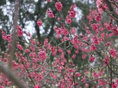 -梅花山(明孝陵内)