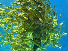 -芜湖新华联大白鲸海洋公园