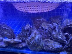 -長壹旋转烤吧 农家鸡火锅