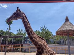 -西霞口神雕山野生动物世界