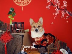 -超宠爱宠物摄影-Super pet