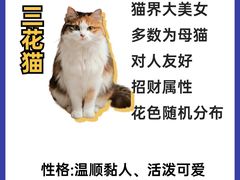 -翊宠yipet猫狗购宠庄园犬舍•猫舍