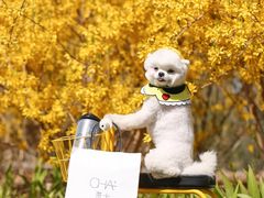 -超宠爱宠物摄影-Super pet