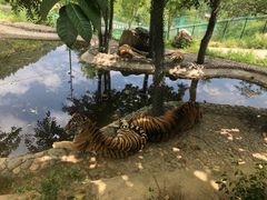 -栾川竹海野生动物园