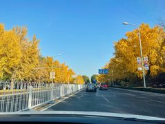 -三里屯东五街银杏大道