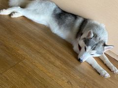 -Husky Go! 哈士奇体验馆·宠物咖啡厅狗咖