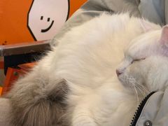 -平行世界·猫咖(首经贸店)