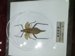 -上海昆虫博物馆