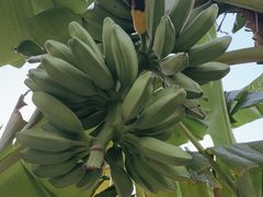-云溪植物园