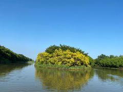 -大湾区中央湿地公园