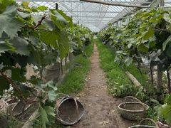 -马陆小张葡萄园农家乐