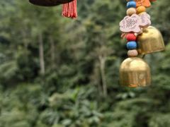 -西双版纳原始森林公园