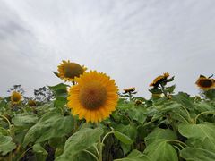 -瑶湖郊野森林公园