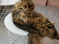 -猫儿山۰猫主题餐厅