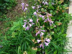 景点-沈阳南湖公园