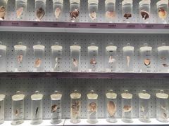 -贝林大翅鲸简餐厅(国家海洋博物馆店)