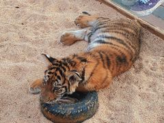 -北京野生动物园