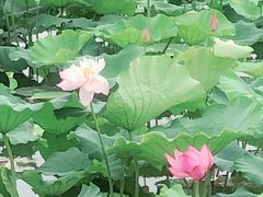 -荷塘月色湿地公园·向阳花洲