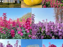 -顺德欢乐海岸PLUS