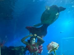 -海棠湾洲际-涛·海底餐厅·美人鱼·自助餐·海底隧道