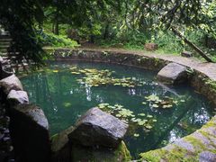 -天目山大树王景区