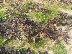 -中国天府农业博览园