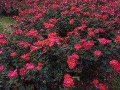 -人民公园(罗湖区)