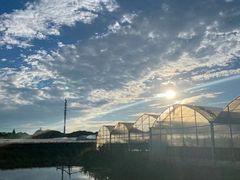 -马陆小张葡萄园农家乐