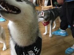 -Husky Go! 哈士奇体验馆·宠物咖啡厅狗咖