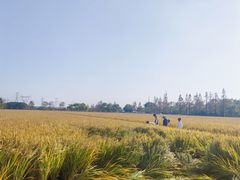 -嘉北郊野公园