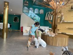 -飞行喵MR PILOT|猫舍·猫咖(静安大融城店)