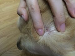 -PETKIT小佩宠物(古北店)