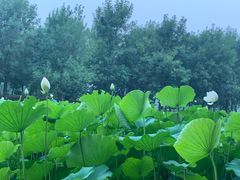 -东郊湿地公园