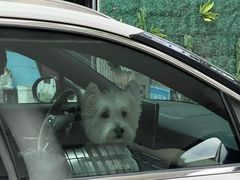 -翊宠yipet猫狗购宠庄园犬舍•猫舍