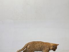 -瑞鹏瑞爱宠物医院·全科·猫科·血液透析中心(龙头寺店)