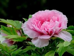 -口岸雕花楼
