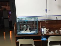 -美联众合动物医院·伴可分院·内科中心医院