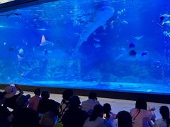 -烟台海昌鲸鲨海洋公园