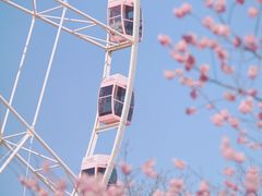 -顾村公园