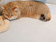 -Heymao猫咖.咖啡厅(东门店)