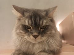 -猫儿山۰猫主题餐厅