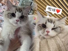 -momokira米努特·德文卷毛猫·棉花面纱犬