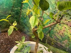 -上海大自然野生昆虫馆(东方明珠·爬宠昆虫探索中心)