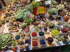 -朝来春花卉市场